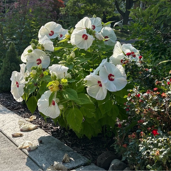 Meet your Posher, Renata - Picture 1 of 2